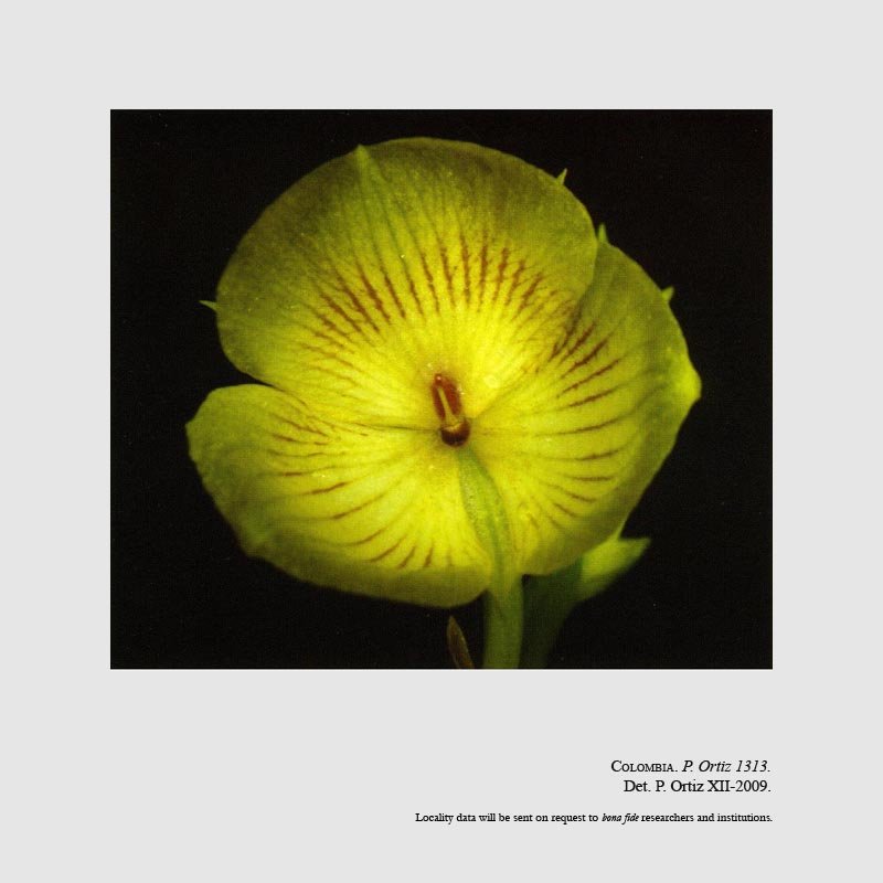 Telipogon esperanzae